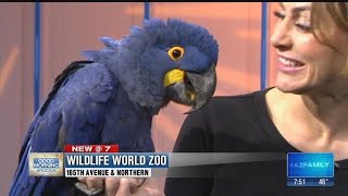 Arizonas Wildlife World Zoo brings by a hyacinth macaw parrot [upl. by Aser]