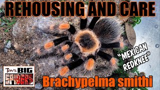 Brachypelma smithi quotMexican Redkneequot Rehouse amp Notes [upl. by Kenzi]