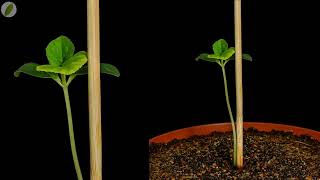 Cantaloupe melon plant growing  47 days time lapse [upl. by Edrei]