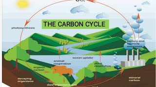 The Carbon Cycle in Urdu  Hindi [upl. by Judy]