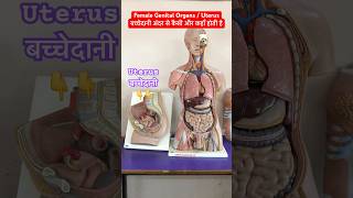 Female Genital Organ  Uterus । बच्चेदानी अंदर से कैसी और कहाँ होती है shorts trending [upl. by Annahael]