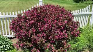 WINE amp ROSES® Weigela  Garden Crossings [upl. by Wan802]