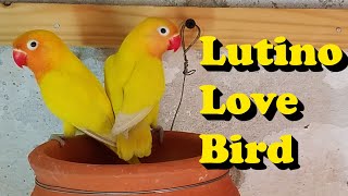 Lutino Fischer Lovebird in My Aviary  Lutino Fisher  New Bird Setup [upl. by Kunkle]