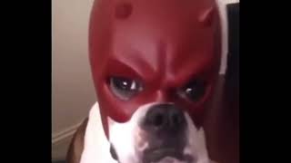 Dog using Daredevil mask [upl. by Atinreb342]