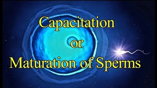 Capacitation of Sperm I Maturation of Sperm I Acrosomal Reaction I Fertilization I Developmental [upl. by Onfre]