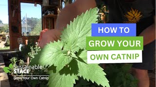 How To Grow Your Own Catnip [upl. by Adao584]