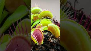 Venus flytrap the carnivorous plant for your home [upl. by Nageam]