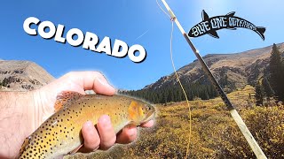 Flyfishing Colorado for RARE cutthroat trout Greenback and Hayden Creek Cutthroats caught [upl. by Roose578]