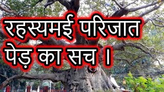 Lucknow Parijat tree Real story in Hindi  Heaven tree on earth  Episode  168 [upl. by Thurman]