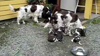 Kennel Merjano D  litter Engelsk Springer Spaniel puppies at 26 days [upl. by Doowle]