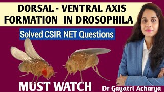 Dorsal Ventral Axis Formation in DrosophilaDevelopmental BiologyDr Gayatri Acharya [upl. by Joost]