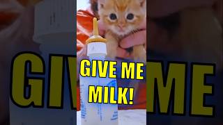 Feeding time for kitten kitten fosteringsaveslives cuteanimals [upl. by Eriam]