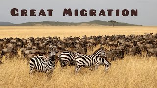 Great Migration Masai Mara Kenya migration wildlife kenya [upl. by Yanehc]