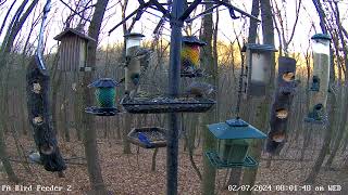 Small flock of pine siskins feeding on PA Bird Feeder 2 272024 [upl. by Airtemak]