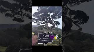 A Slice of Heaven … travel subscribe youtubeshorts korea [upl. by Naawaj415]