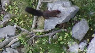 Ardilla Sciurus vulgaris alpinus Subespecie de Pirineos [upl. by Dailey]