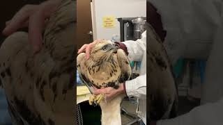 The Roughlegged Hawk we has been successfully released back into the wild animalrescue hawks [upl. by Elynad]