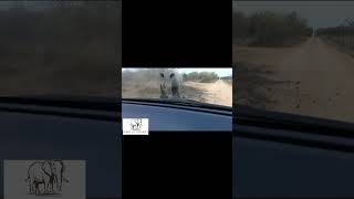 Rhino charge on vehicle explained animalattacks wildlife nature [upl. by Veal431]