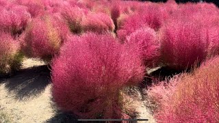 Beautiful Kochia Field at Expo Park [upl. by Neras780]