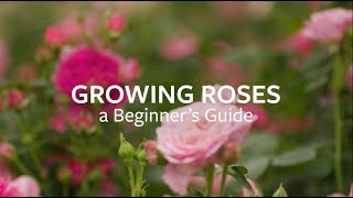 How to grow Roses  Grow at Home  Royal Horticultural Society [upl. by Toinette347]