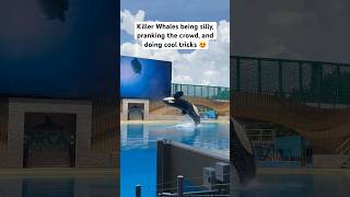 Killer Whales having fun at SeaWorld [upl. by Stanislaw728]