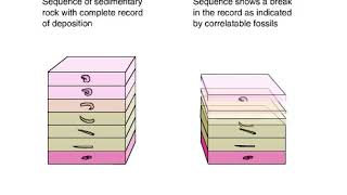 Disconformity With Fossils Animation [upl. by Gnah]