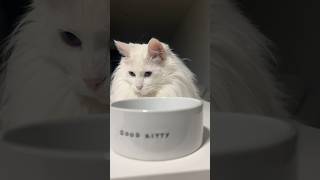 Feed Kikipedia with me 😸 cat catfunny asmr aesthetic fyp explore funnykiki funny [upl. by Hoon]