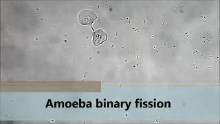 Amoeba binary fission 🔬 [upl. by Ley678]