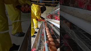 Poultry Farmer  Inside the Life of an African Poultry Farmer farmlife [upl. by Kassi]