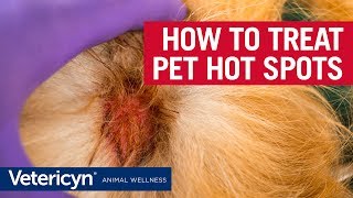 How to Treat Hot Spots With Vetericyn Plus  Veterinarian Dr Mindy [upl. by Nihahs478]