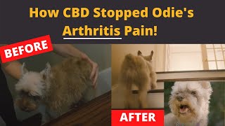 How CBD helps dogs with Arthritis [upl. by Sudnor379]