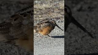 American Woodcocks Dance [upl. by Cannice259]