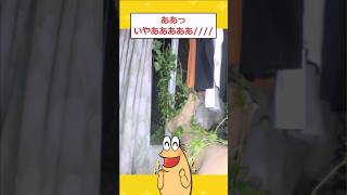 【2ch面白いスレ】ワイの部屋が謎の植物に侵食されてしまうwwww 2ch 2chスレ 面白い shorts [upl. by Arihaj]