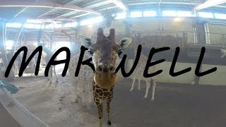 Giraffe eats GoPro [upl. by Remle698]