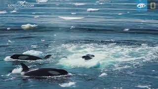 Wave Hunting Orcas Prey on Seal  Antarctica  Lindblad ExpeditionsNational Geographic [upl. by Adikam210]