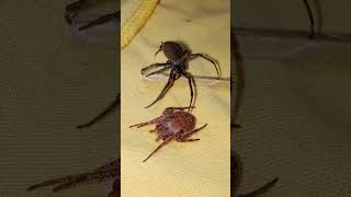 gagamba vs gagamba spiderfighter spiderfight gagambafight shortsyoutube short [upl. by Ecnar]