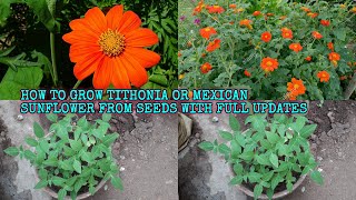 HOW TO GROW TITHONIA OR MEXICAN SUNFLOWER FROM SEEDS WITH FULL UPDATES [upl. by Cecilius]