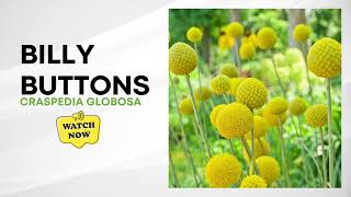 Craspedia Globosa  Billy Buttons  Drumstick Flower [upl. by Siuqramed]