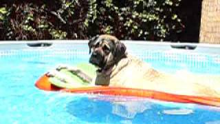 Mastiff floating in the pool [upl. by Dewain13]