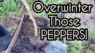 Perennial Peppers Easy Way to Overwintering  Bonus Plant Idea [upl. by Eceerahs]