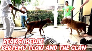 SERU BANGET  REAKSI HEWIE PITBULL BERTEMU DGN FLOKI AND THE CLAN HEWIE PITBULL [upl. by Luella]