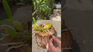 grafting dendrobium plants with amazing simple techniques orchid [upl. by Novello]