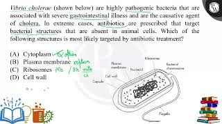 Vibrio cholerae shown below are highly pathogenic bacteria that are associated with severe gas [upl. by Amliv811]