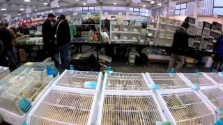 International Ornithological Show Reggio Emilia 2015 part 3 [upl. by Naillimixam]