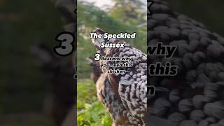 Why you need a Speckled Sussex Chicken in your life 🤎 🤍 speckledsussex [upl. by Yromem]