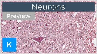 Neurons types definition and function preview  Human Histology  Kenhub [upl. by Eceertal]