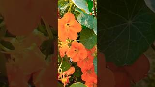 Flower of the day shorts viral nasturtium flower viralvideo viralshorts tending shortsfeed [upl. by Ednargel]