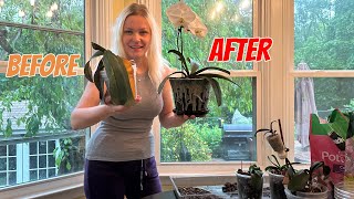 How to Save Orchids With Severe Root Rot🌸 [upl. by Alliber]