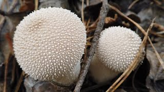 4K Lycoperdon excipuliforme Mushroom Identification [upl. by Uahsoj788]