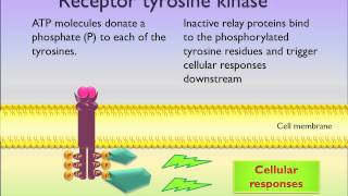 Receptor tyrosine kinase [upl. by Mcclenon]